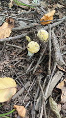 Amanita