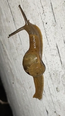 Sheldoniinae