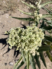 Asclepias erosa