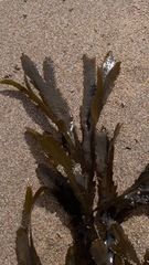 Fucus serratus