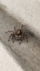 Menemerus bivittatus