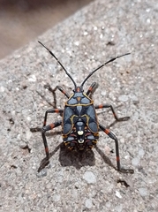 Pachylis argentinus