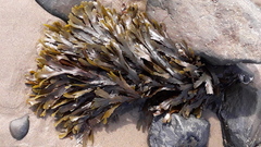 Fucus serratus