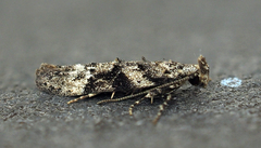 Coleotechnites atrupictella
