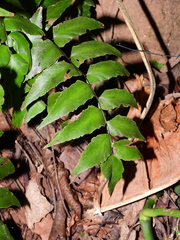 Adiantum petiolatum