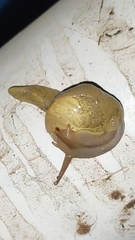 Sheldoniinae