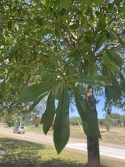Quercus laurifolia
