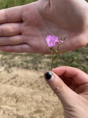 Agalinis purpurea