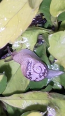Sheldoniinae