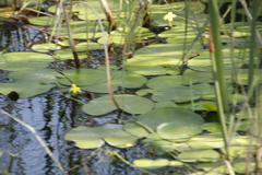 Nymphoides thunbergiana