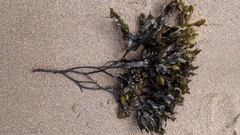 Fucus vesiculosus