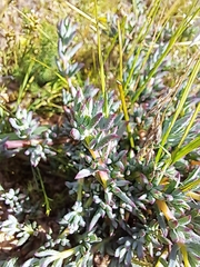 Lampranthus emarginatus