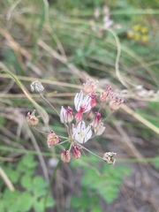 Allium inaequale