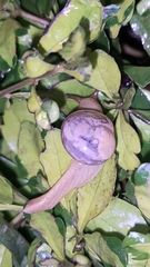 Sheldoniinae
