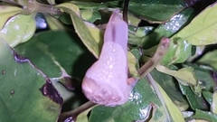 Sheldoniinae
