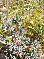 Lampranthus emarginatus