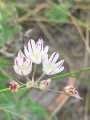 Allium inaequale