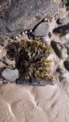 Fucus vesiculosus