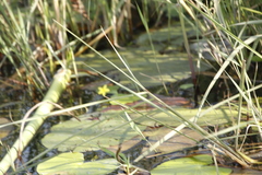Nymphoides thunbergiana