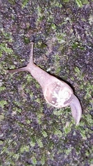 Sheldoniinae