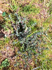 Lampranthus emarginatus