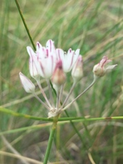 Allium inaequale