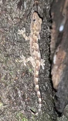 Hemidactylus mabouia