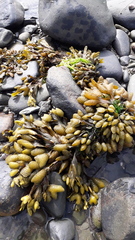 Fucus vesiculosus