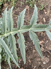 Cynara cardunculus
