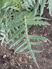 Cynara cardunculus