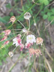 Allium inaequale