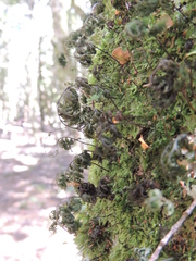 Hymenophyllum multifidum