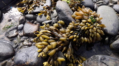 Fucus vesiculosus