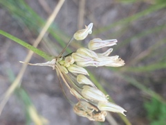 Allium inaequale
