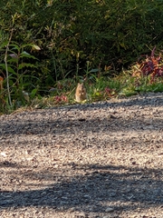 Callospermophilus lateralis lateralis