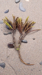 Furcellaria lumbricalis