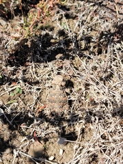 Phrynosoma blainvillii