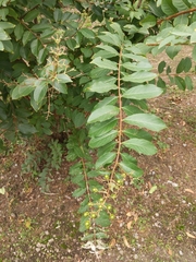 Sorbaria sorbifolia