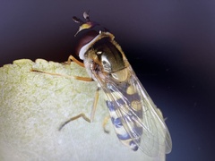 Eupeodes corollae