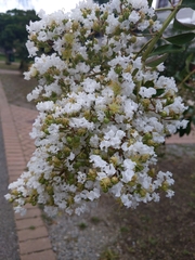 Sorbaria sorbifolia
