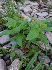 Mentha longifolia