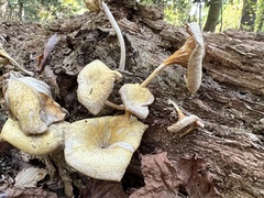 Gerronema strombodes