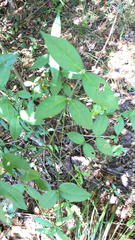 Euonymus americanus