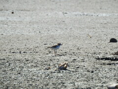 Charadrius collaris