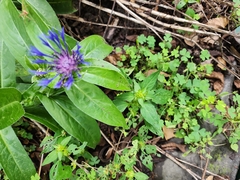 Centaurea montana