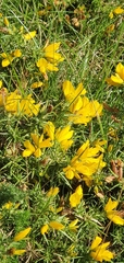 Ulex