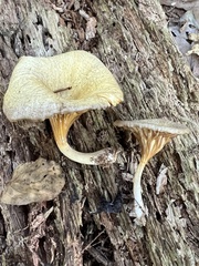 Gerronema strombodes