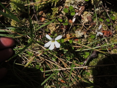 Lobelia angulata