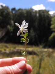 Lobelia angulata