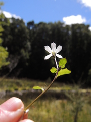 Lobelia angulata